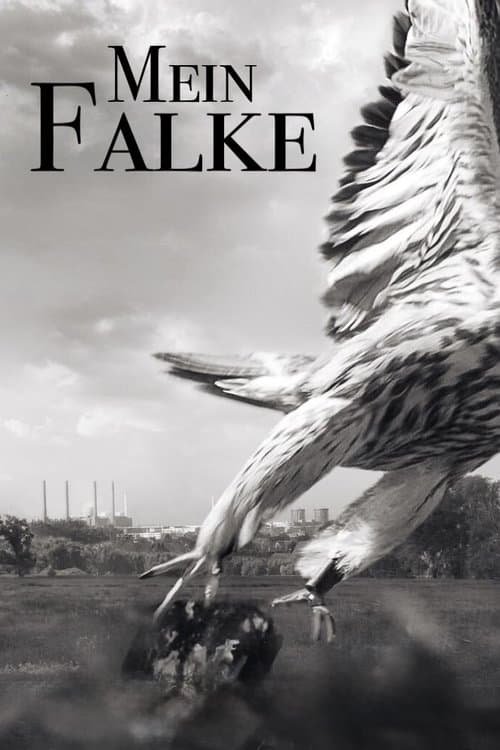 Mein Falke