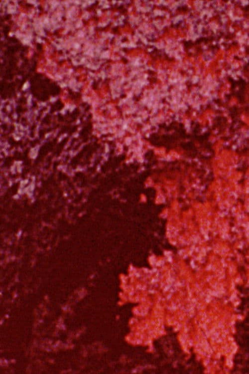 600 Minutes: Magenta