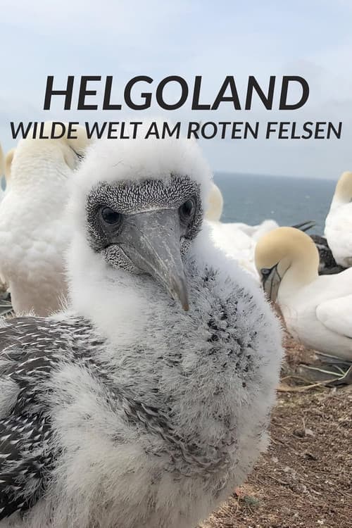 Helgoland - Wilde Welt am roten Felsen