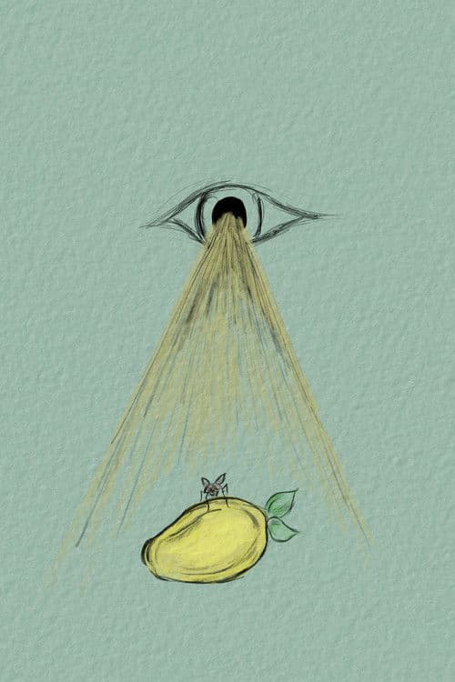 To Be A Fly On Your Mango