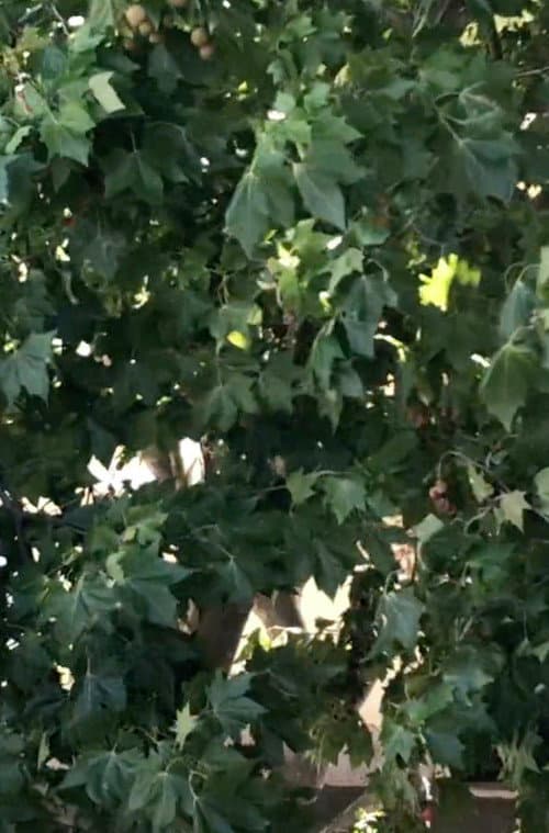 Um Pequeno Objecto Entre Pollet e Ponge, Um Ovo