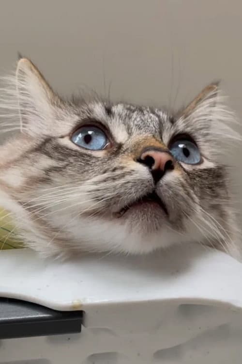 This is How We Dream: A Video Archive for the Year 20XX, when the last cat dies, marking the end of a species