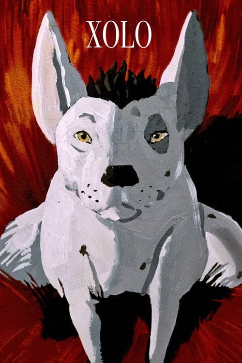 XOLO