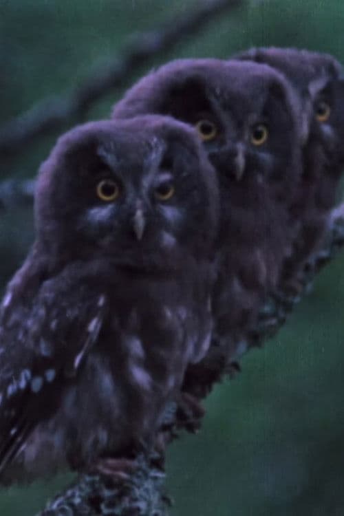 Pohjoisten metsien äänet