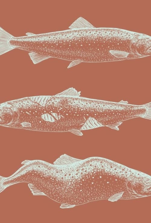 Laxaþjóð - A Salmon Nation