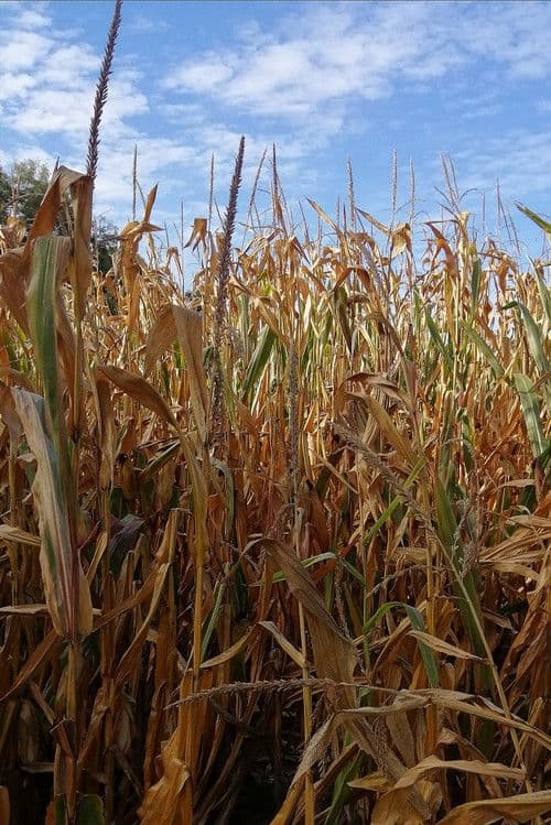 Le Temple d'Auguste et de Livie vu près de Saint-Prim