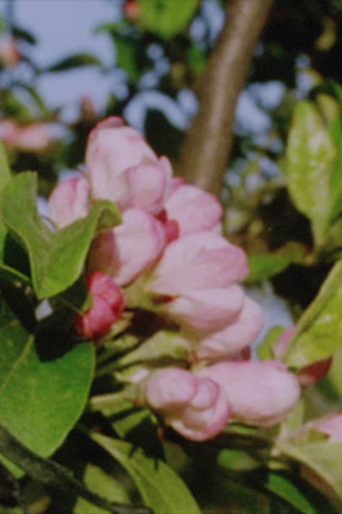 Autumn Rush for Kurt Kren and Winter and Spring and Summer