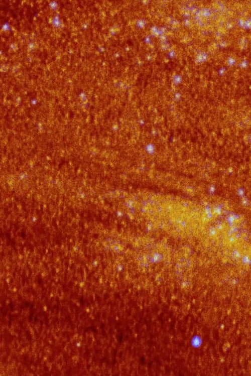 라 플랑트 당상트 드 데자스트르