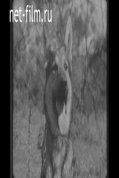 Собака на войне