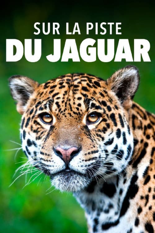 Sur la piste du jaguar au Guyana