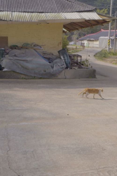 마당이 두 개인 집