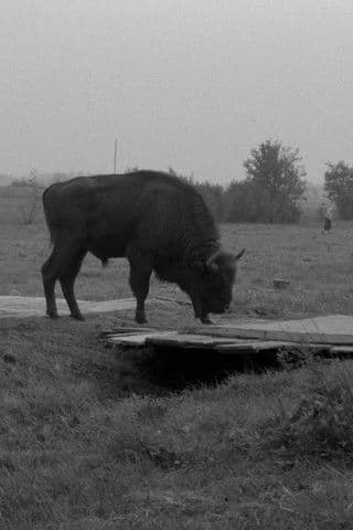 Gdzie jest ten wielki las?