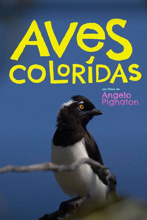 Aves Coloridas