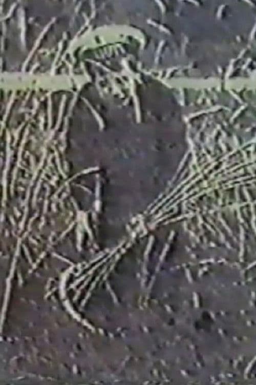 Ангел жатвы