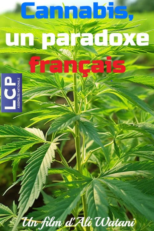 Cannabis, un paradoxe français