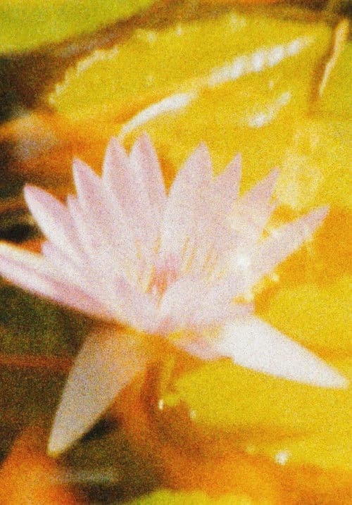 Nuestro Fuji (Una postal)