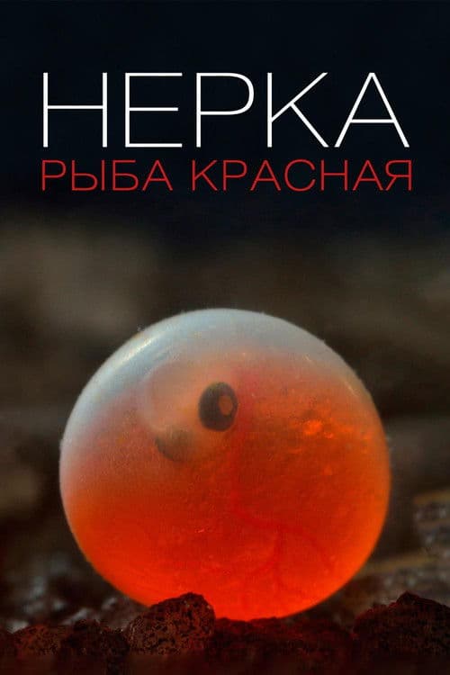 Нерка. Рыба красная