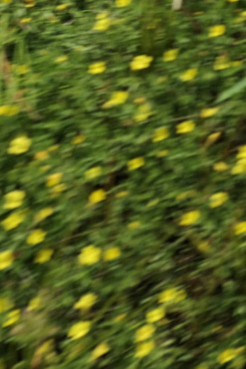 eye see flowers spinning