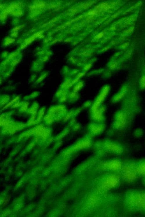 词藻飞回大地深处