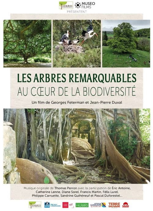 Les arbres remarquables au cœur de la biodiversité