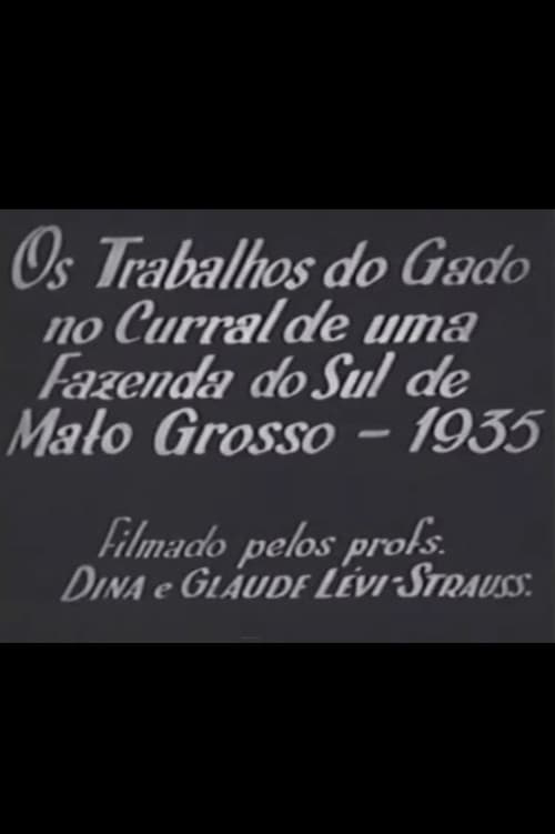 Os Trabalhos do Gado no Curral de uma Fazenda do sul do Mato Grosso
