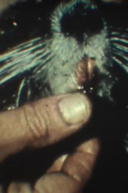 Fauna sudamericana N° 9: Nutria