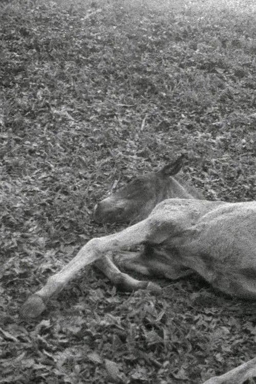 Black Beach/Horse/Camp/The Dead/Forces