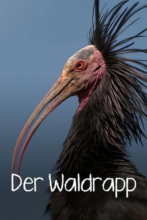 Der Waldrapp: Zugvogel im Aufwind