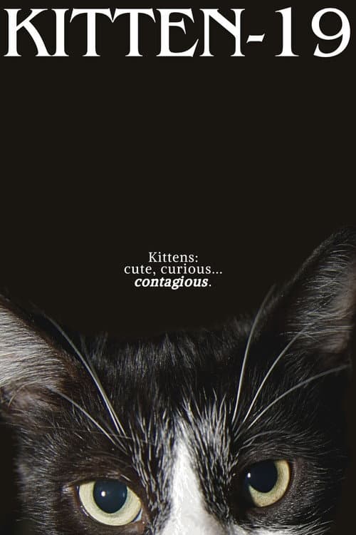 Kitten-19