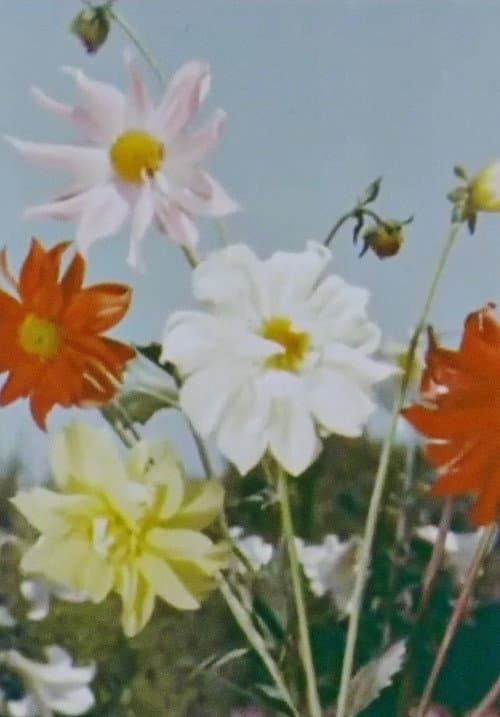 Spring Comes to Kashmir