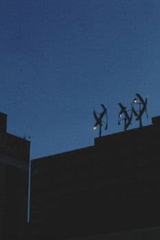 A Century Plant in Bloom