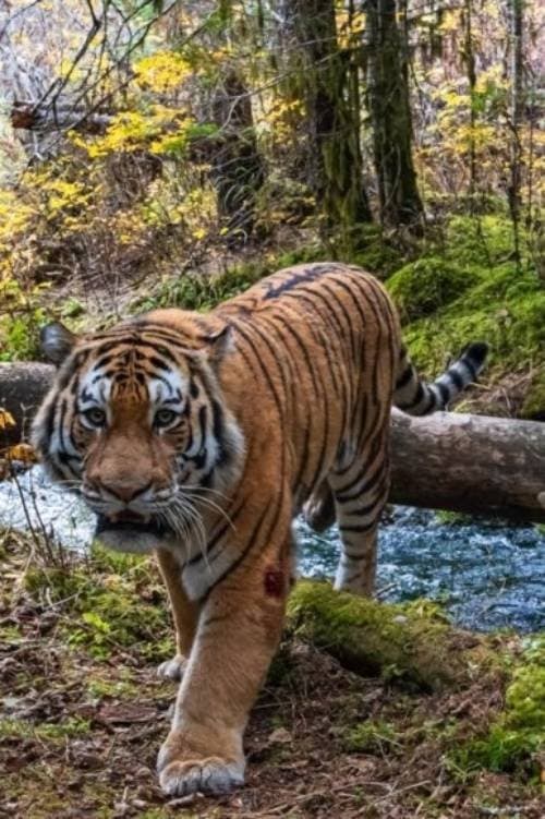 Ловушка для тигра