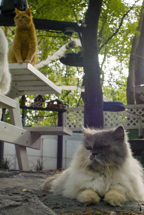 Cat Town, USA