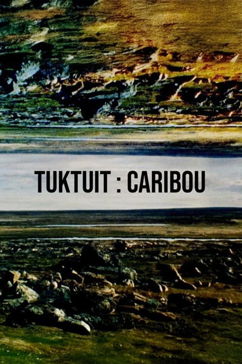 Tuktuit: Caribou