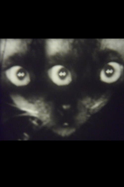 Wee Gee’s Camera Magic