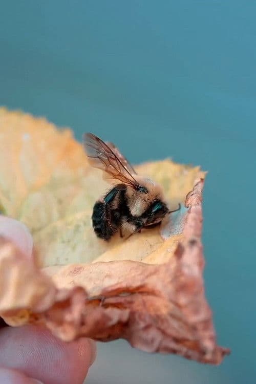 Des abeilles pour demain