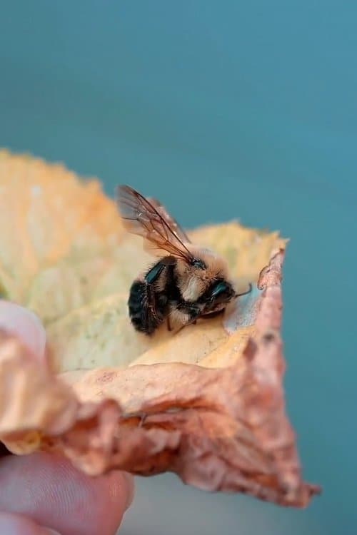 Des abeilles pour demain