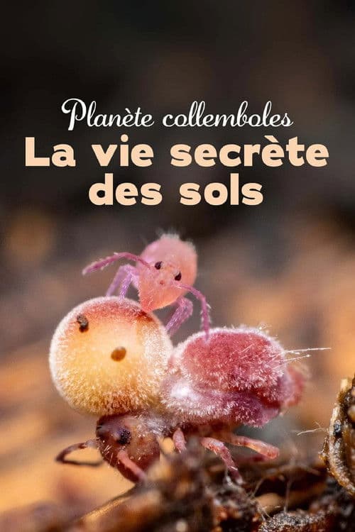 Planète collemboles : la vie secrète des sols