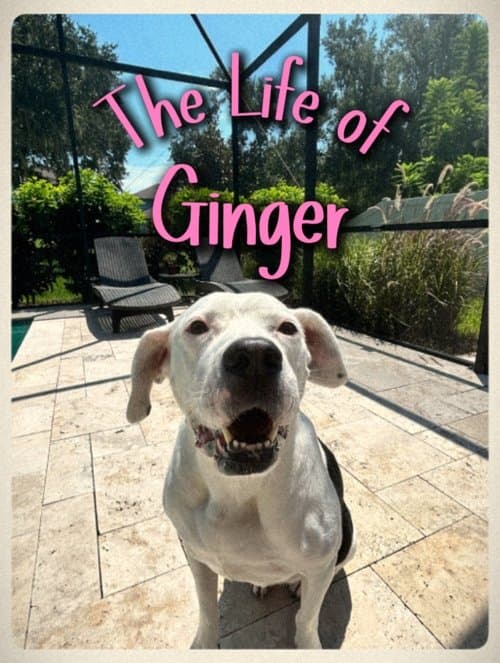 The Life of Ginger