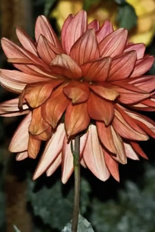 Dahlia