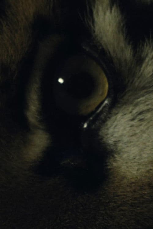 Заколдованный