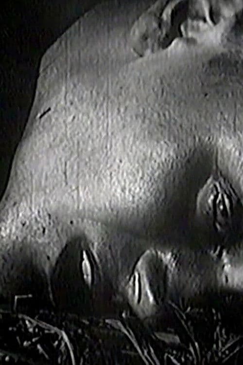 Птицеловство