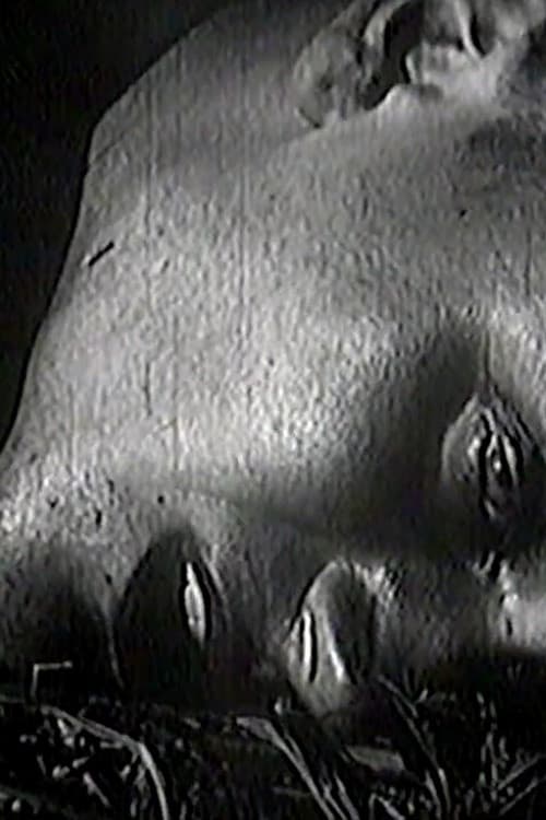 Птицеловство