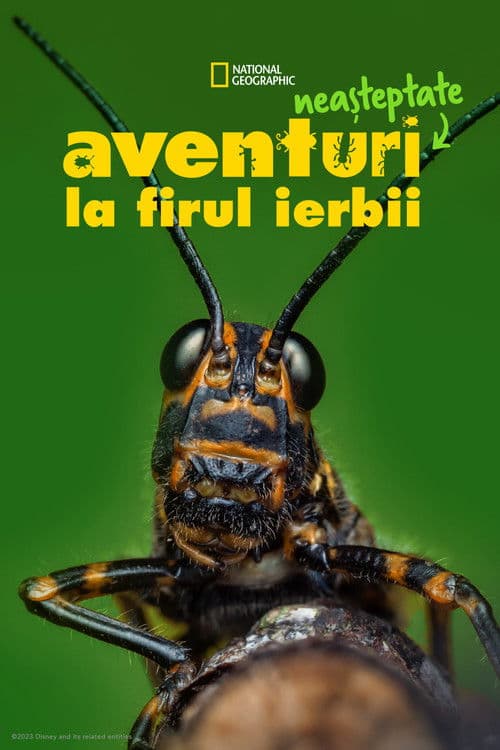 Aventuri neașteptate la firul ierbii