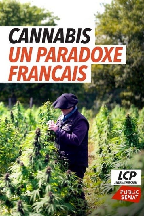 Cannabis, le paradoxe français