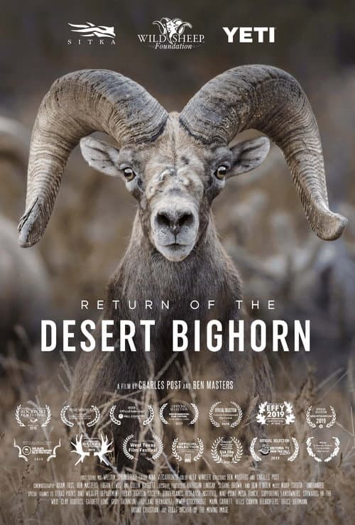 Return of the Desert Bighorn