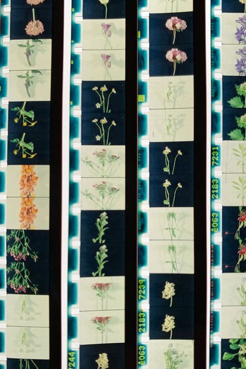 Lover, Lovers, Loving, Love