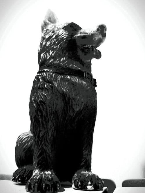 سگ کوچه سرندی