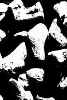 生態系-25-ブラック２