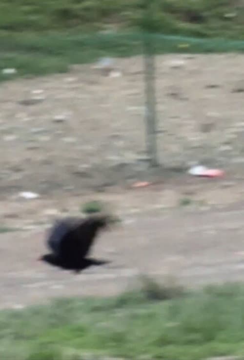 고양이는 자는 척을 할까